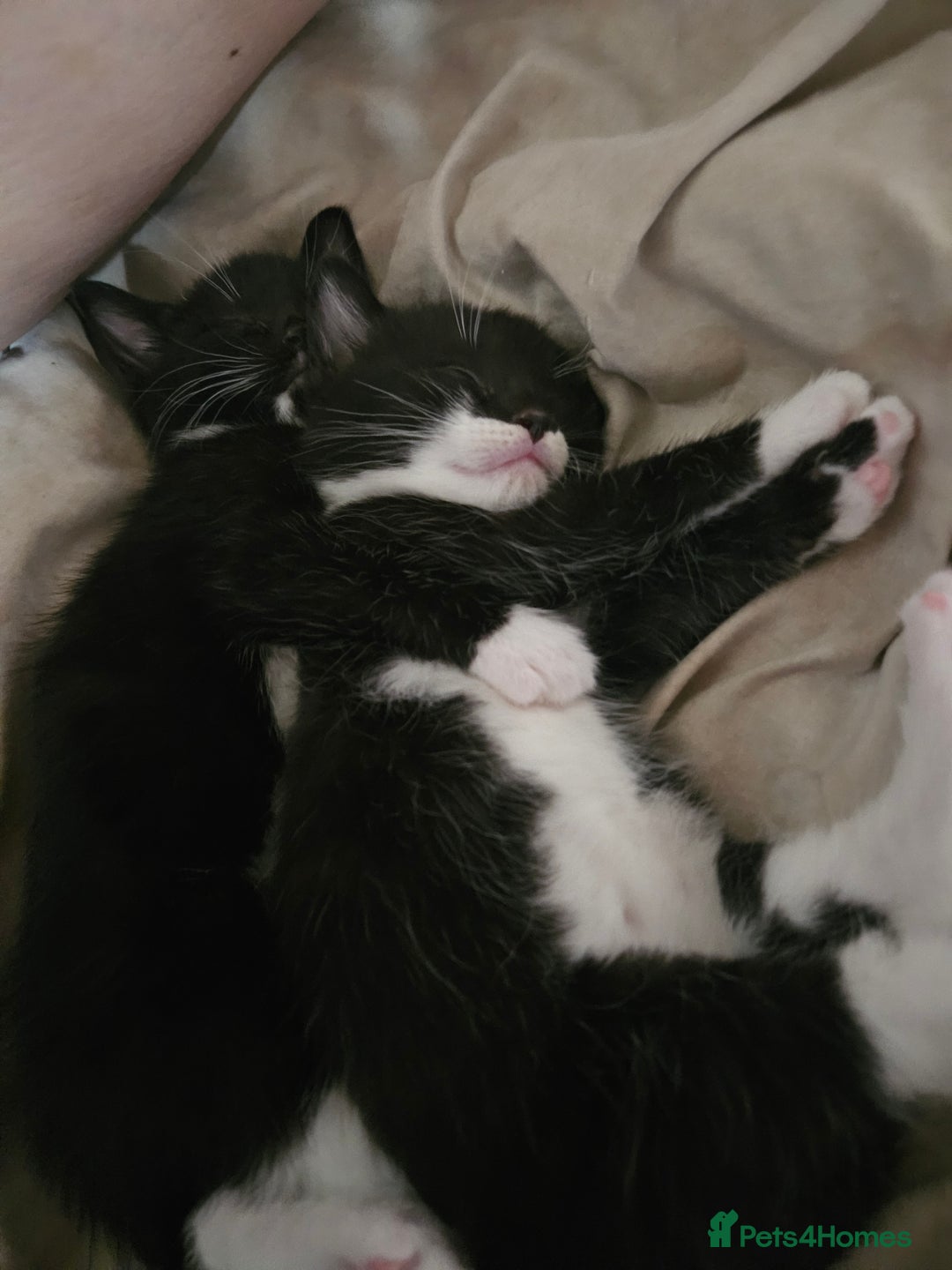 British Shorthair cats for sale: Gorgeous kittens. Boys/girls Can deliver. £60 ono - Advert 14