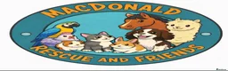 Mixed Breed cats for adoption: Helping Cats & Kittens Find Their Forever Homes!🐾 - Advert 1
