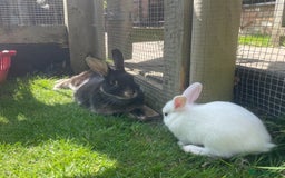 Mixed Breed rabbits for sale: 3 Mini Lop Cross Rabbits - Image 8