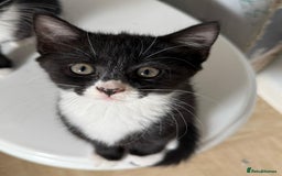 Mixed Breed cats for sale: Kitten - Image 2