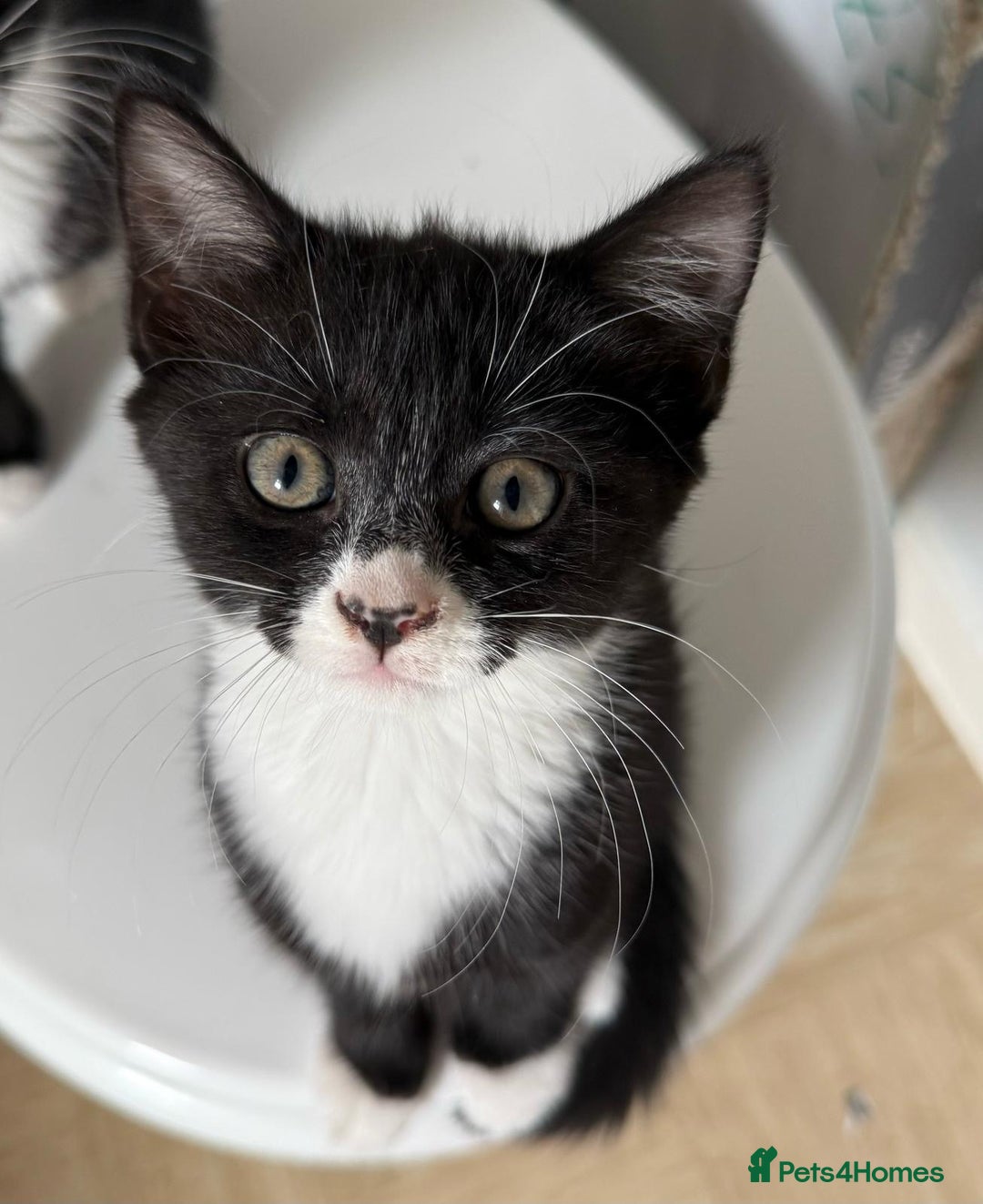 Mixed Breed cats for sale: Kitten - Image 2