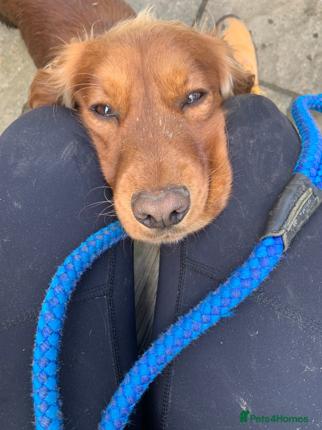 Cocker Spaniel dogs for stud: Meet Bullet - Advert 5