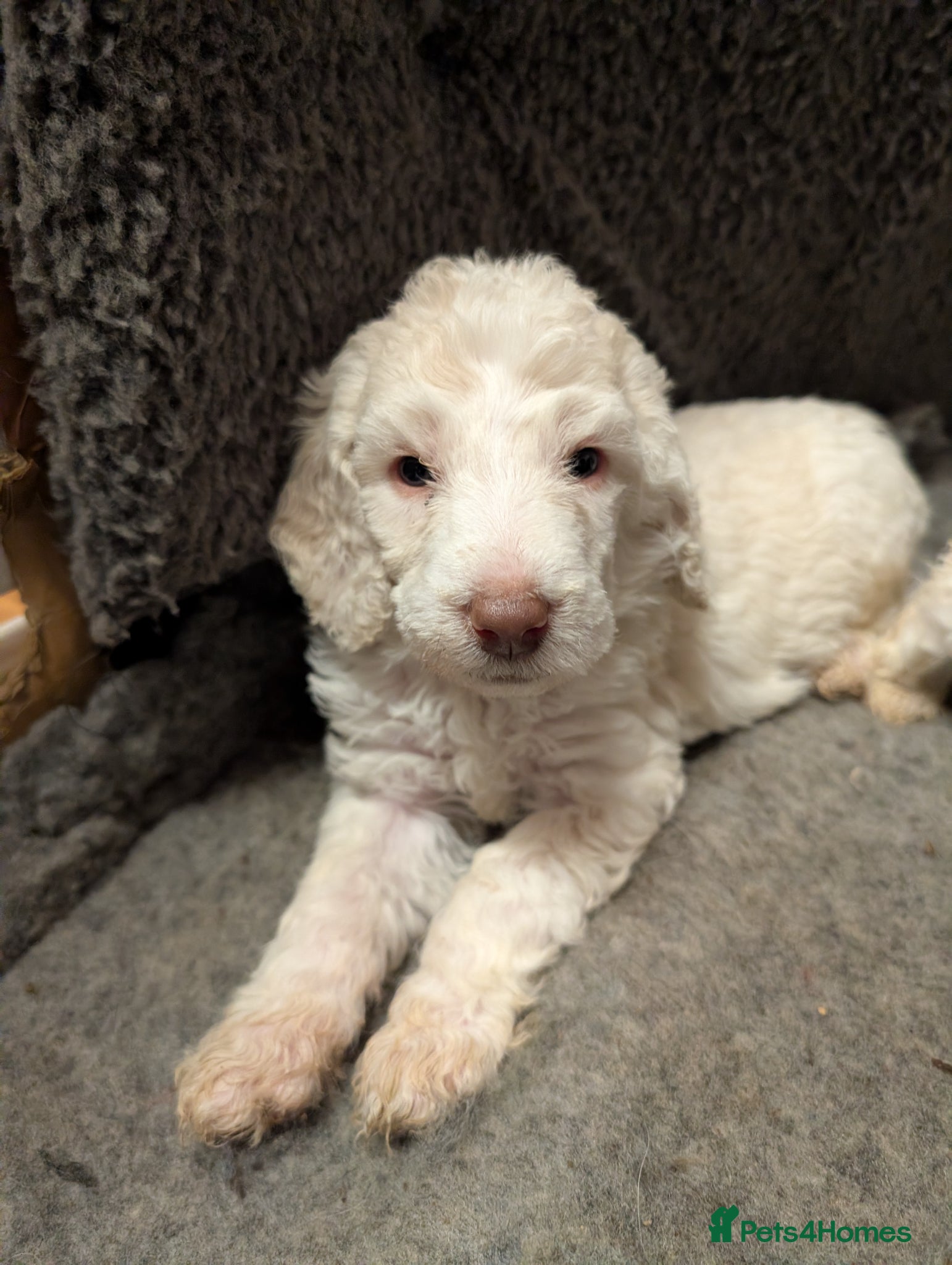 Poodle dogs Lovely Lads - Advert 3