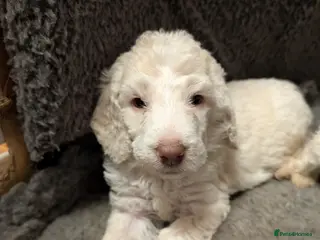 Poodle dogs Lovely Lads - Advert 3