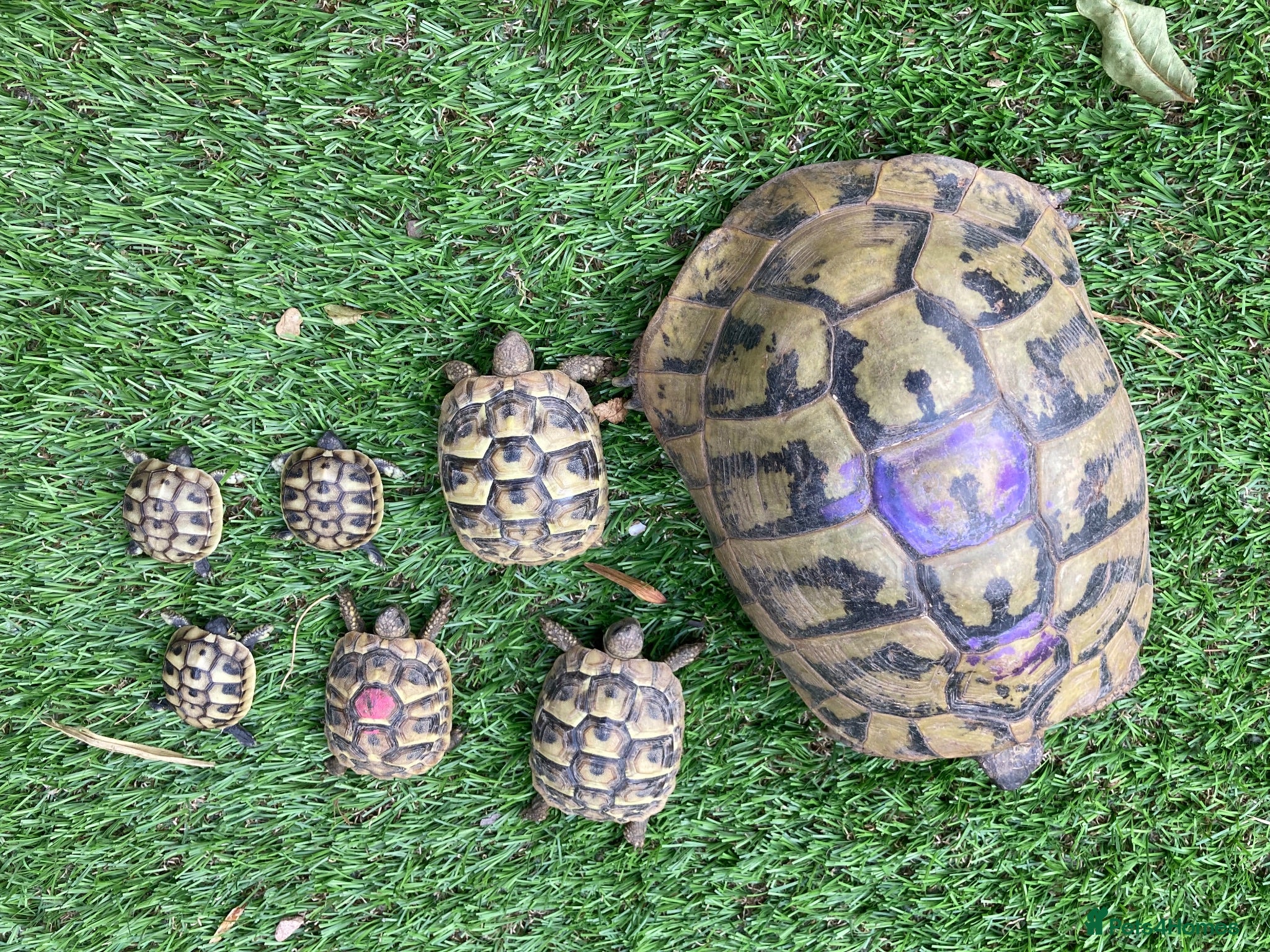 Hermann Tortoise reptiles Hermann Tortoise Babies  - Advert 1