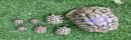 Hermann Tortoise reptiles for sale: Hermann Tortoise Babies  - Advert 1