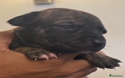 Mixed Breed dogs for sale: American bully cross - Image 2