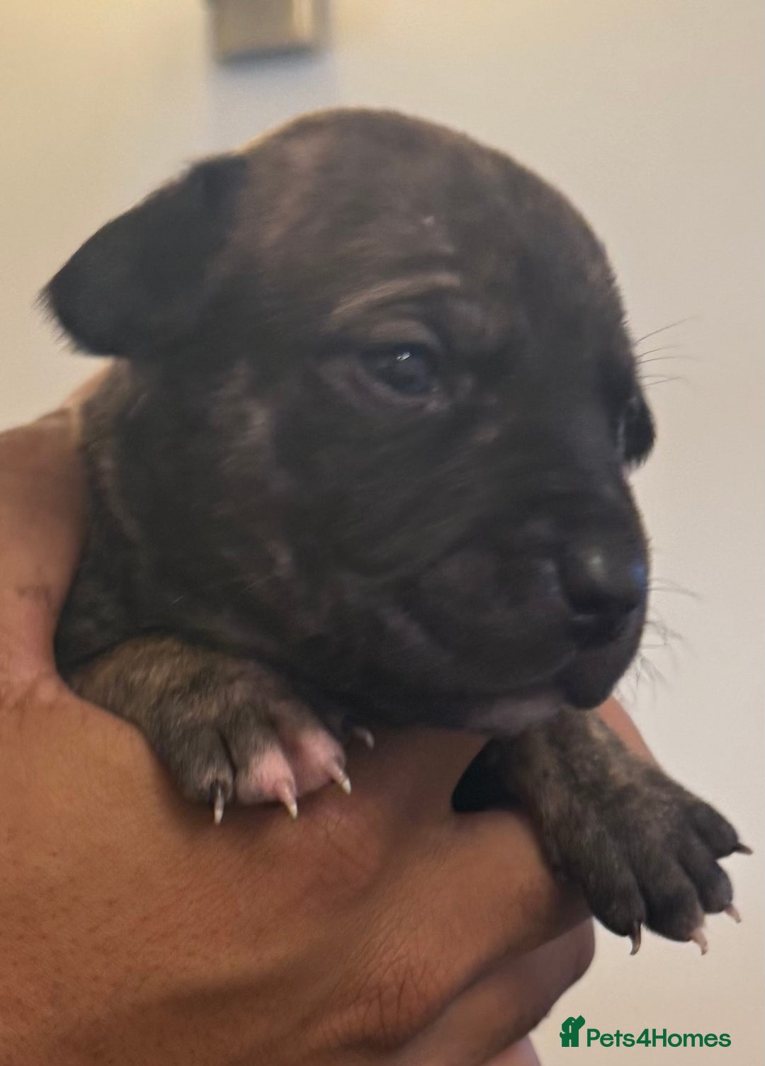 Mixed Breed dogs for sale: American bully cross - Image 2