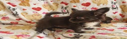 Chihuahua dogs for sale: 4 dark brown/black chihuahuas  - Advert 2