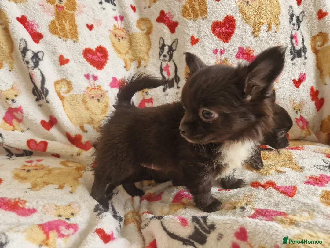Chihuahua dogs for sale: 4 dark brown/black chihuahuas  - Advert 2