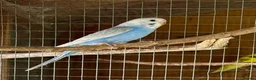 Budgerigars birds for sale: Baby Budgies for sale - Advert 6