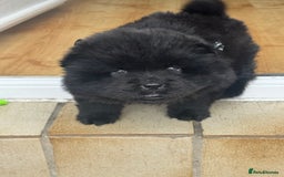 Chow Chow dogs for sale: Black chow chow carrying chocolate  - Image 9