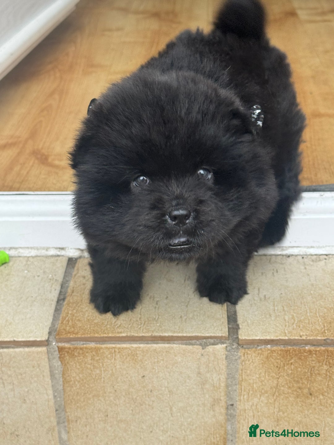 Chow Chow dogs for sale: Black chow chow carrying chocolate  - Image 9