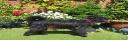 Mixed Breed dogs for adoption: TAMI 🐾🐾 - Advert 7