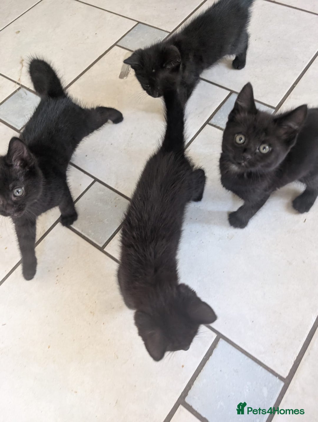 Brazilian Shorthair cats for sale: Beautiful  black  cat  - Image 4