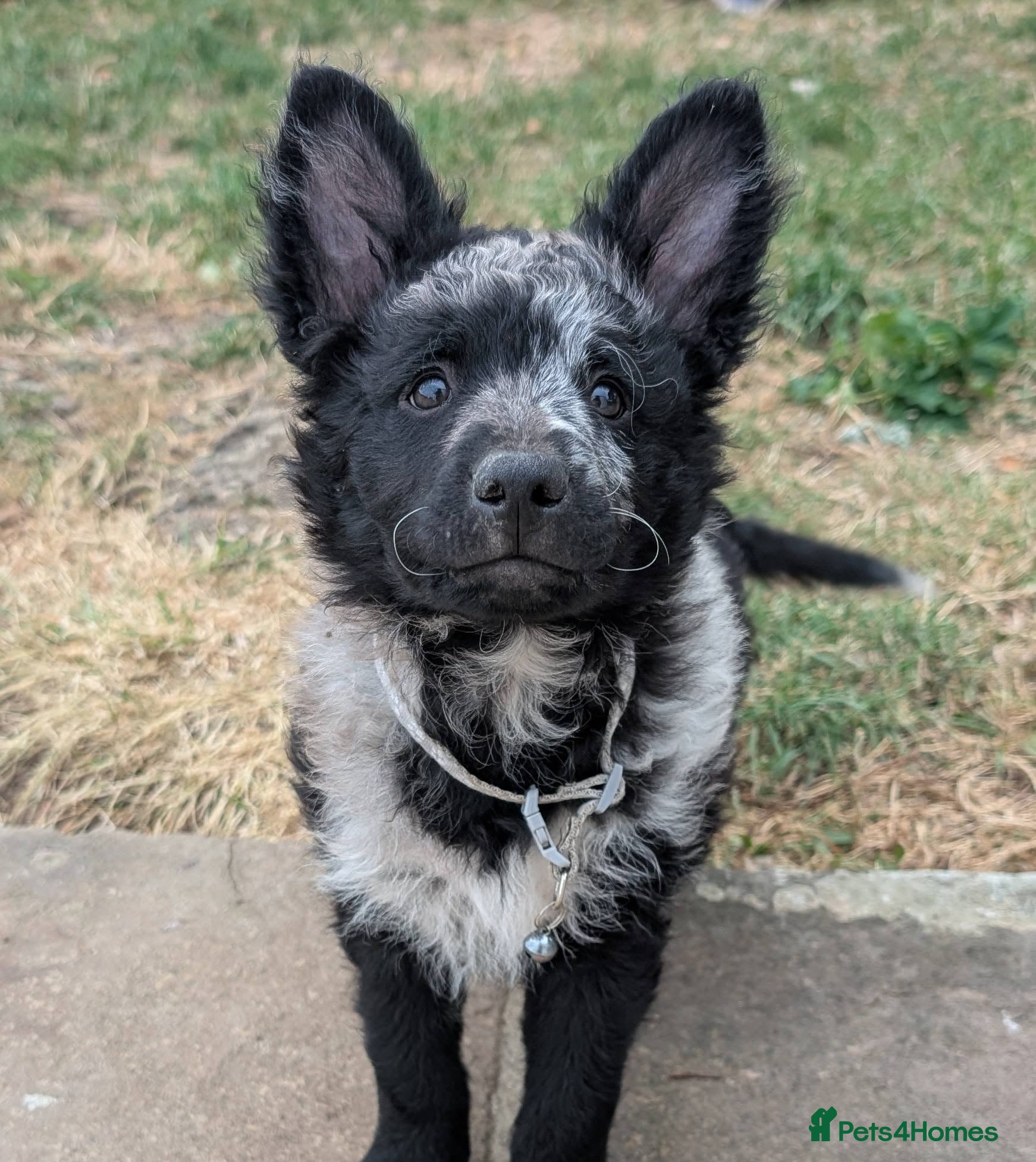 Mudi dogs Hungarian Mudi boy available! - Advert 1