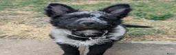 Mudi dogs for sale: Hungarian Mudi boy available! - Advert 1