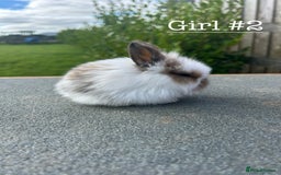 Mini Lion Lop rabbits for sale: 4 Lion Lop Kits for sale - Ready 4th November  - Image 5