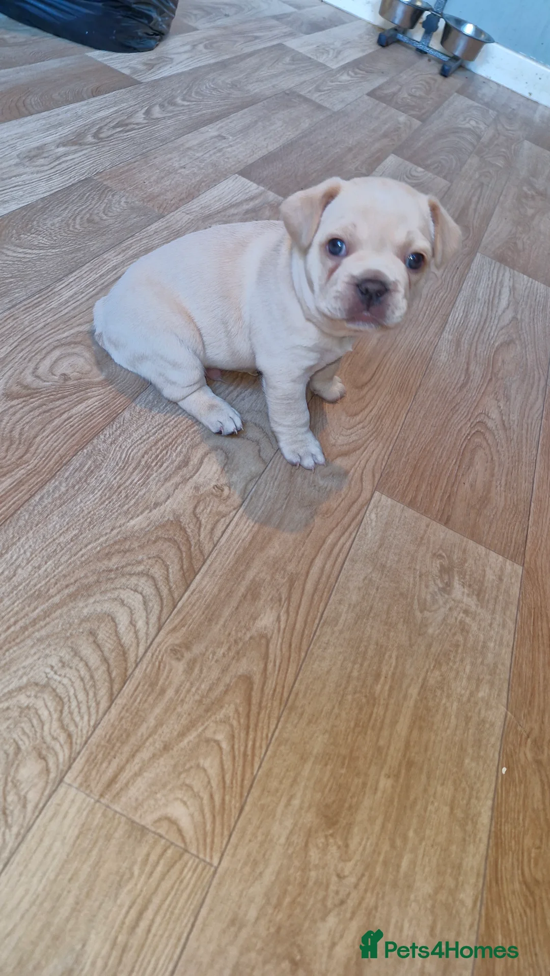 French Bulldog dogs for sale: French bulldog puppies  - Advert 4