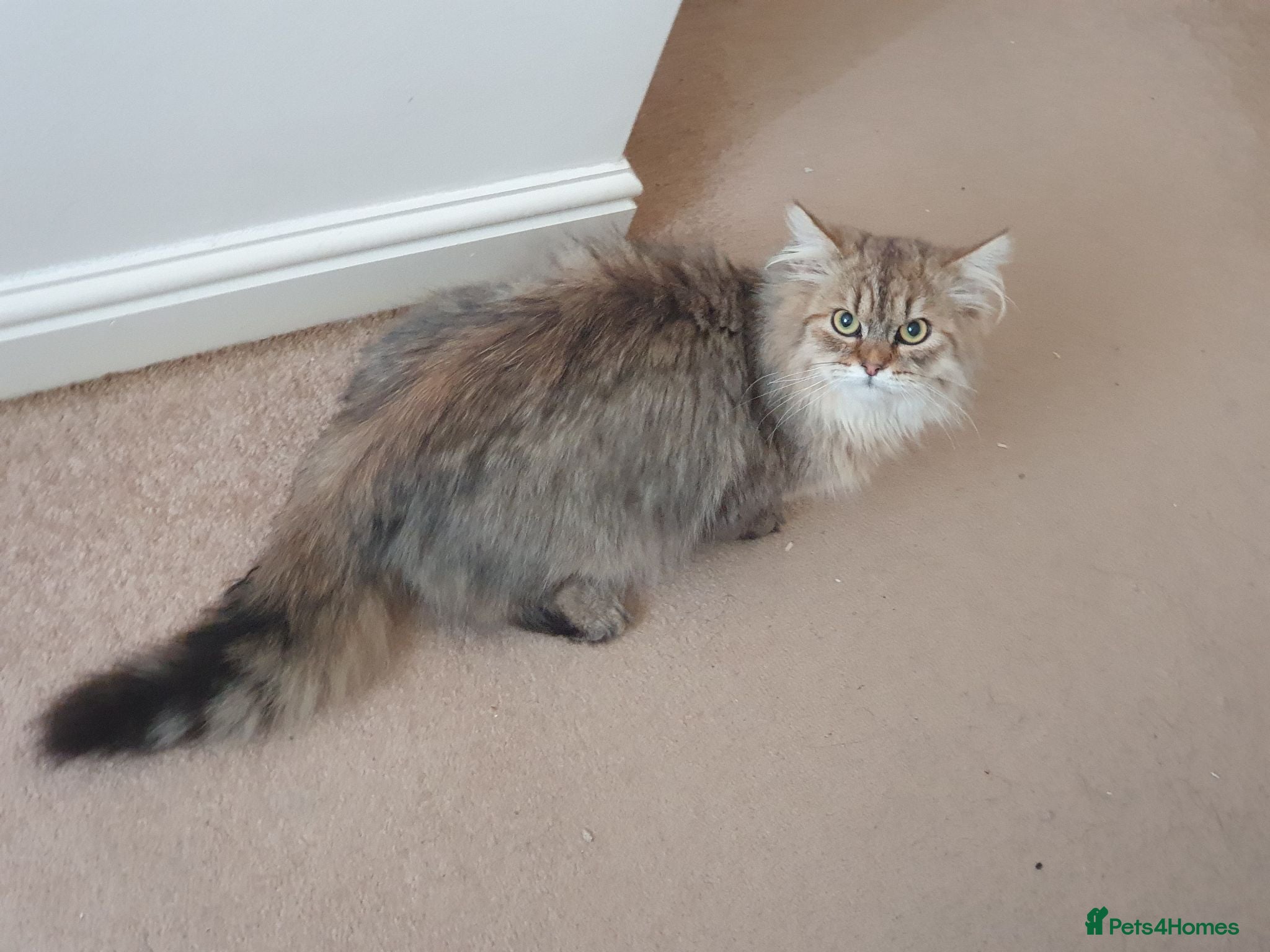 Siberian cats Siberian kittens for sale - Advert 1