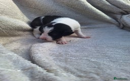 Mixed Breed dogs for sale: Spanish jack Russell (bodeguero) x border collie - Image 30