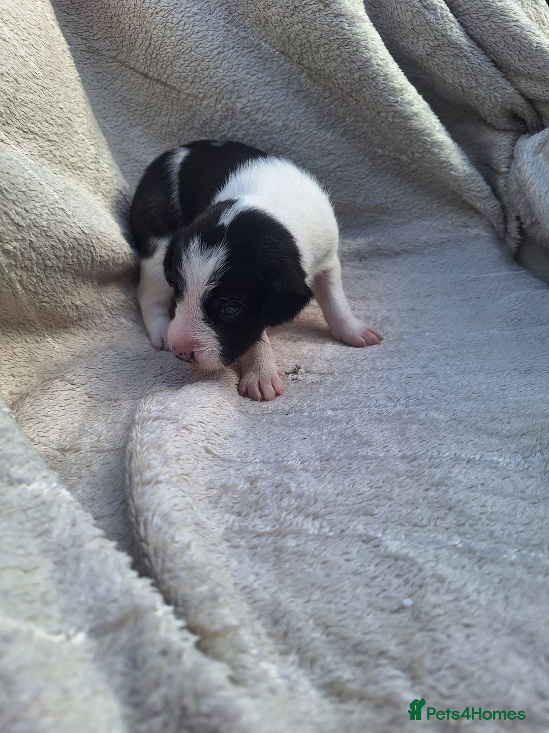 Mixed Breed dogs for sale: Spanish jack Russell (bodeguero) x border collie - Image 30