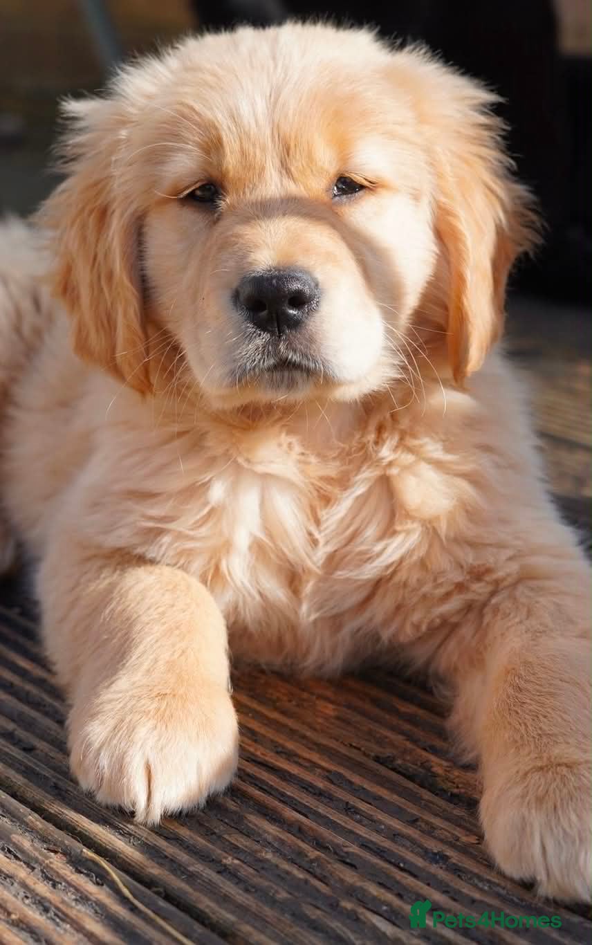 Golden Retriever dogs Beautiful Trained Golden Retriever Puppy - Advert 1