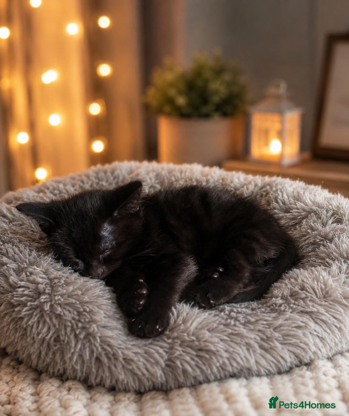 Mixed Breed cats Full of life little gizmo  - Advert 1