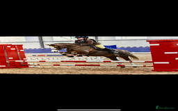 Welsh Section B horses for sale: 🎀Bunbury Zianna aka Annie 🎀 - Image 2