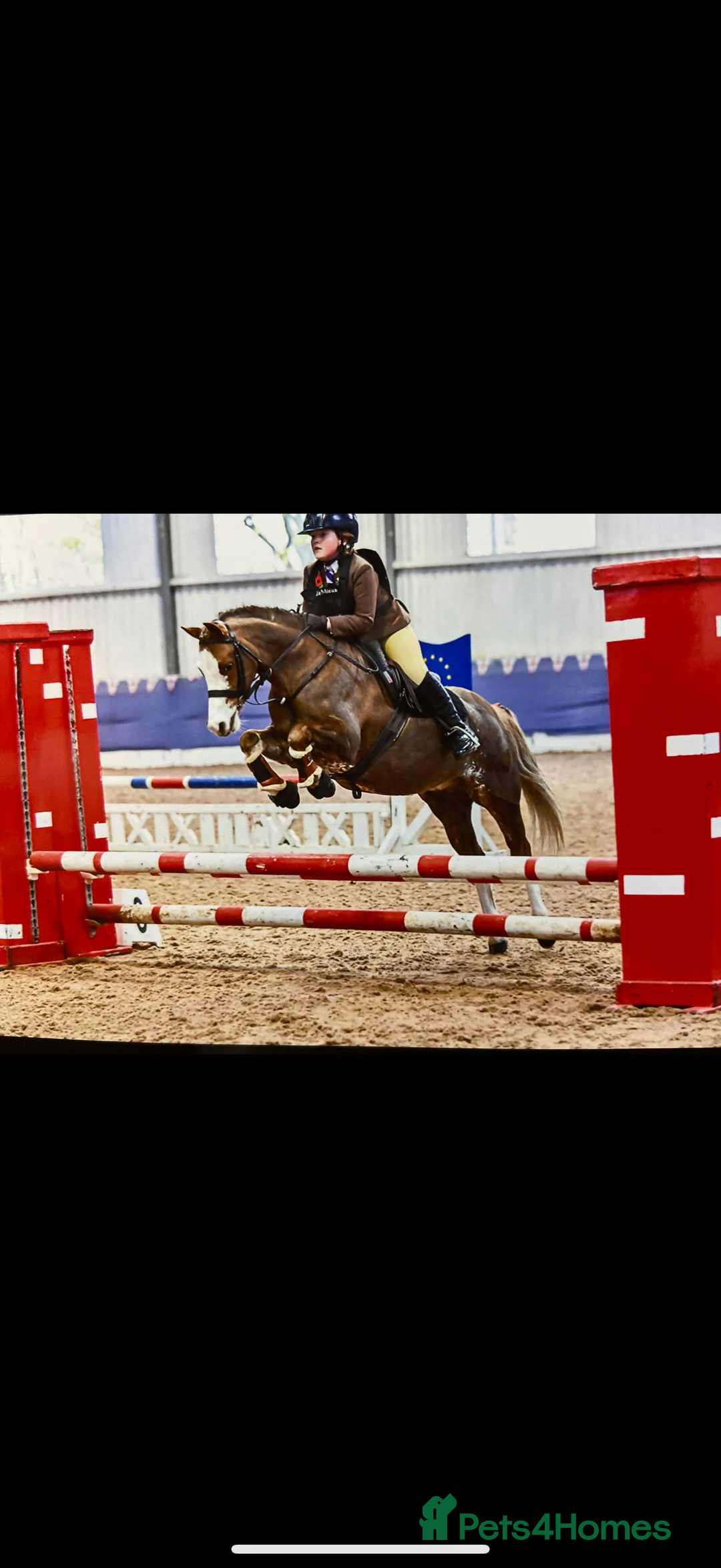 Welsh Section B horses for sale: 🎀Bunbury Zianna aka Annie 🎀 - Image 2
