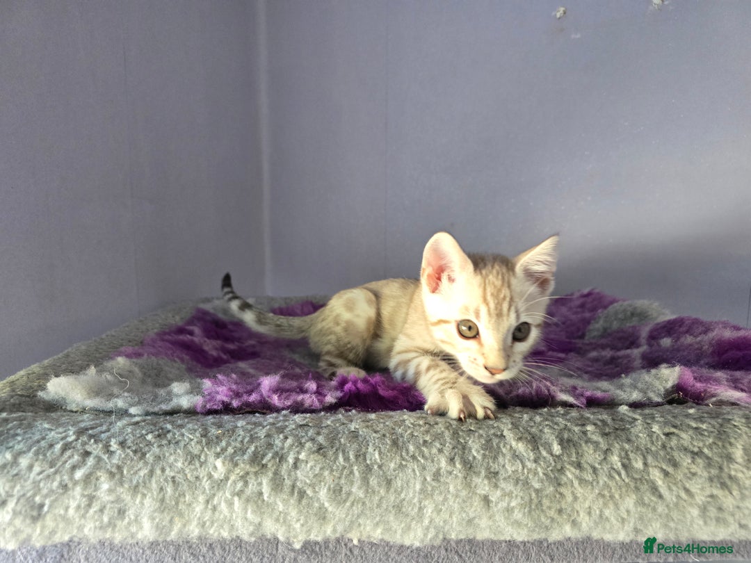 Bengal cats for sale: TICA Champion Bengal Kittens  - Image 25