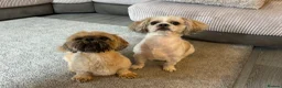 Shih Tzu dogs for sale: ** Beautiful boy and girl shihtzu ready ** - Advert 10