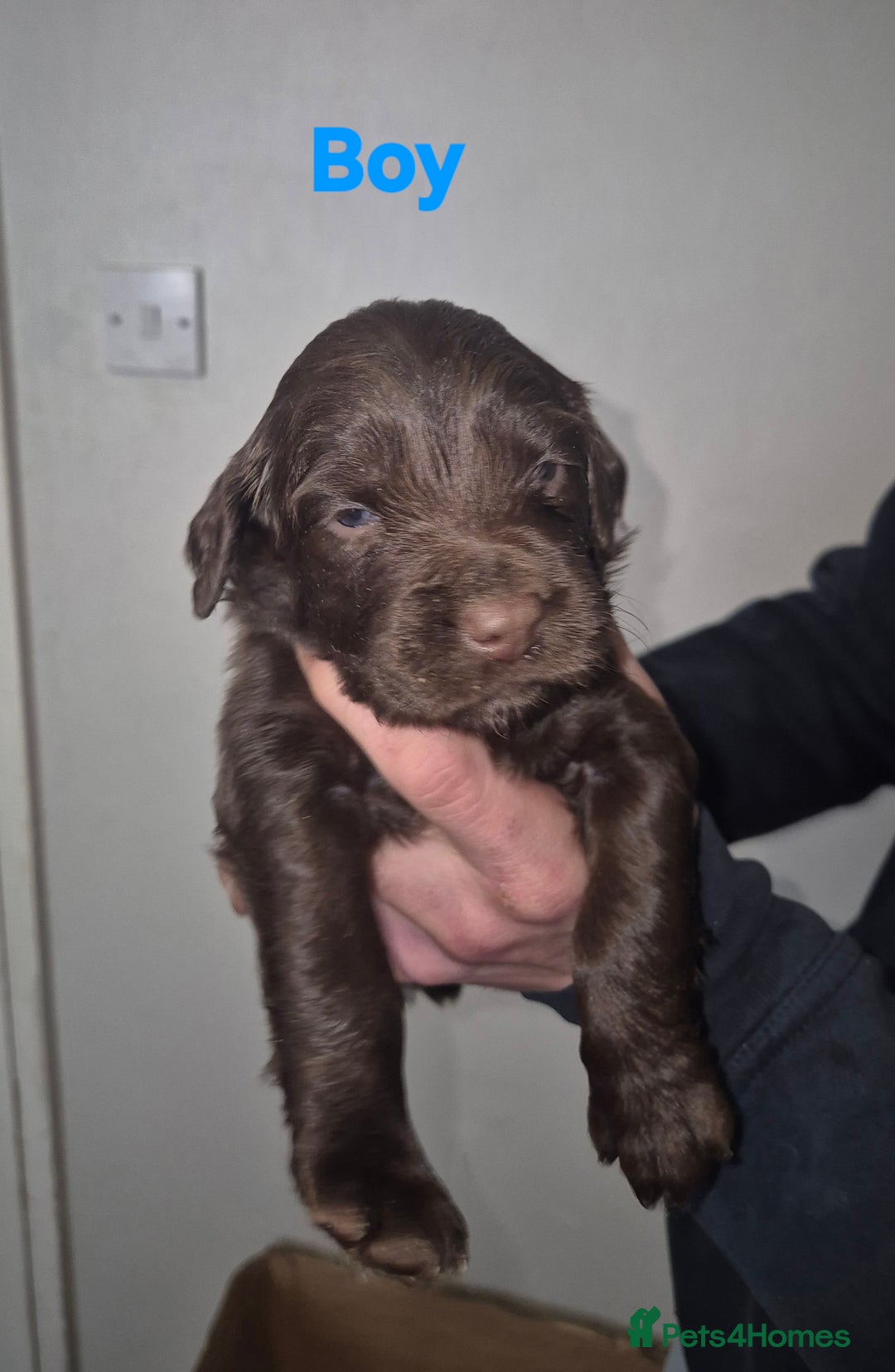 Mixed Breed dogs for sale: Gorgeous Sprockapoollies - Advert 9