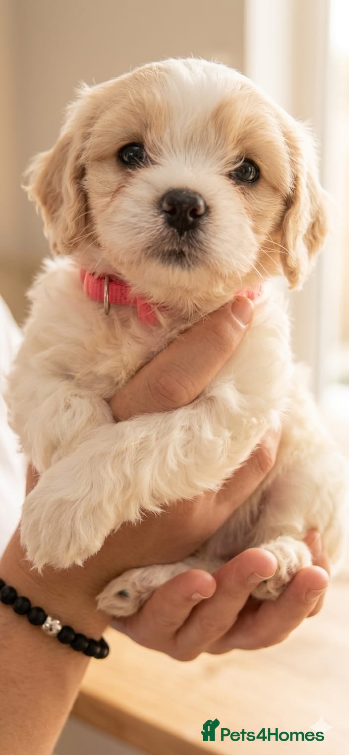 Cavapoo dogs F1 Cavapoo’s ready for new homes-1 boy & 3 girls - Advert 2