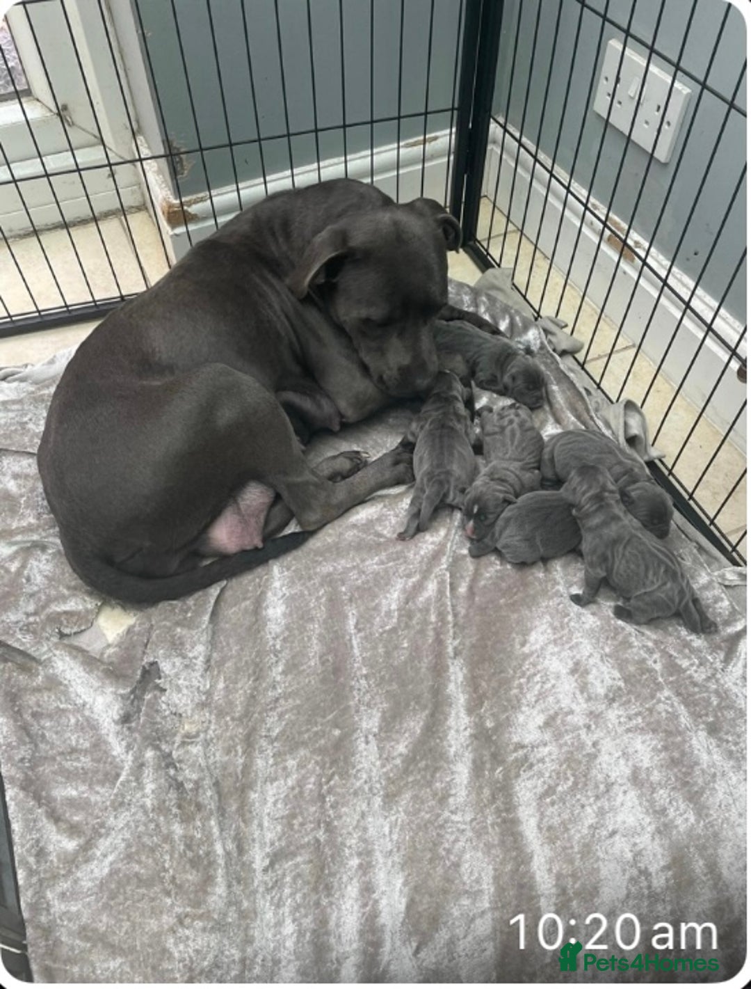 Staffordshire Bull Terrier dogs for sale: Blue Staffordshire puppies  - Image 1