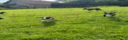 Border Collie dogs for sale: ISDS registered Border Collie Pups For Sale  in Abergavenny - Advert 6