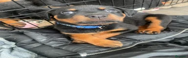 Rottweiler 6