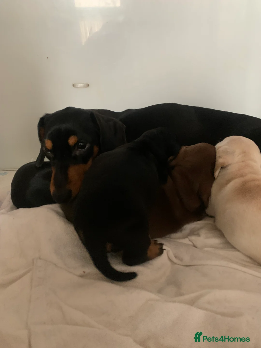 Dachshund dogs for sale: 🐾Adorable Dachshund Boys🐾 - Advert 3