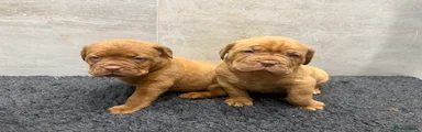 Dogue De Bordeaux Puppy 6