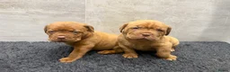 Dogue De Bordeaux dogs for sale: ** world class puppys** - Advert 3