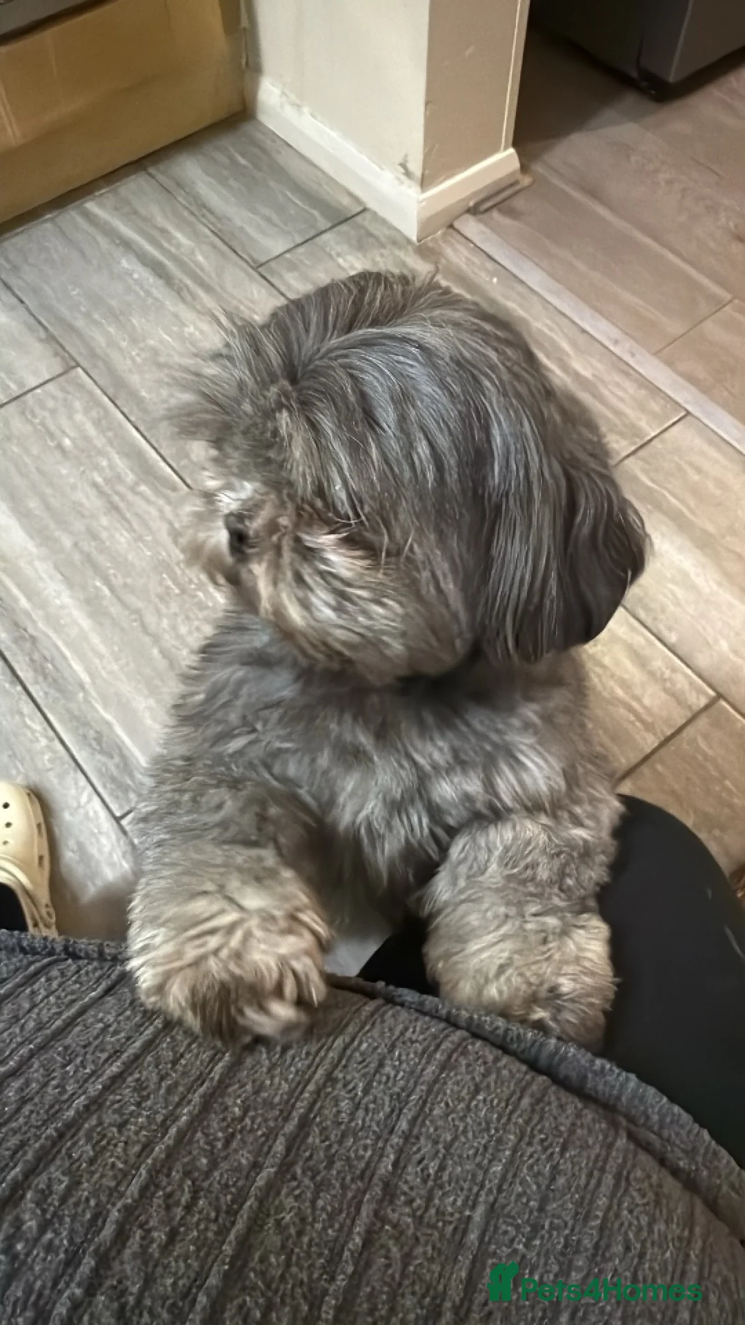 Shih Tzu dogs for sale: Female dog - Advert 5