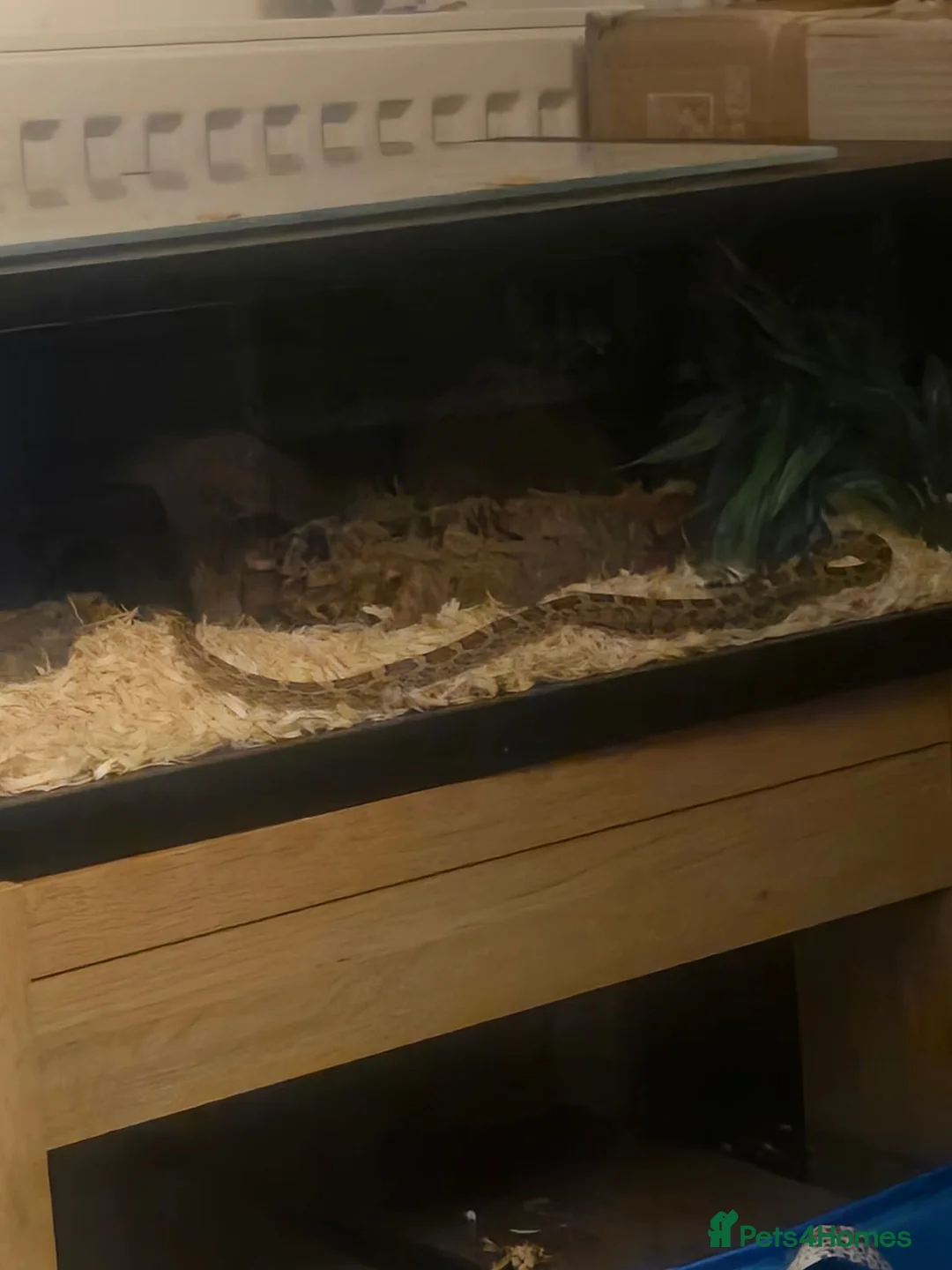 Corn Snake reptiles for sale: Caramel cornsnake for sale. in Bedford - Advert 4