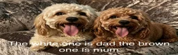Cavapoo dogs for sale: Cavapoos F1 one last puppy available  - Advert 16