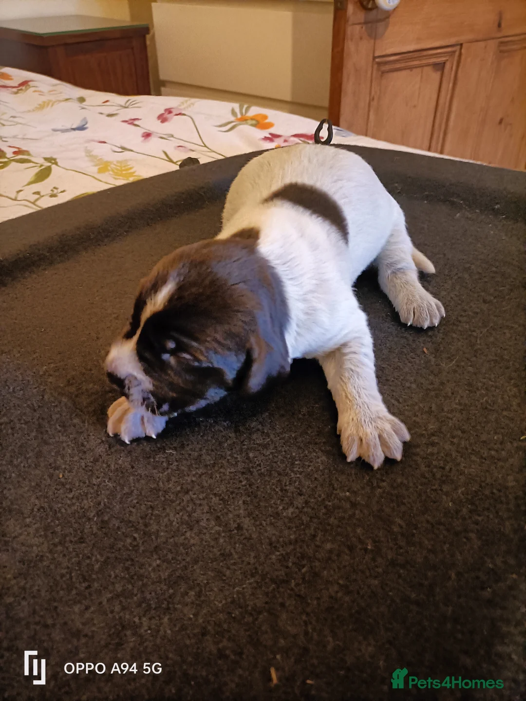 German Wirehaired Pointer dogs for sale: HEALTH CHECKED + 1ST VACC GIVEN. KC REG GWP PUPS - Advert 38