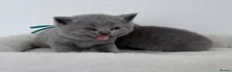 British Shorthair cats for sale: pure british shorthair kittens  - Advert 8