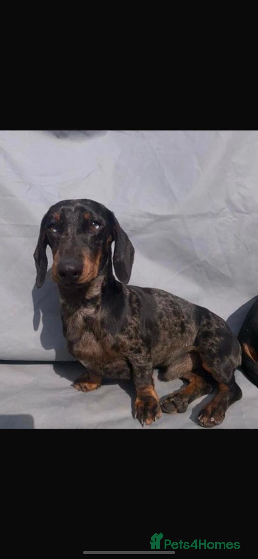 Miniature Dachshund dogs for stud: Miniature dachshund stud  - Image 1