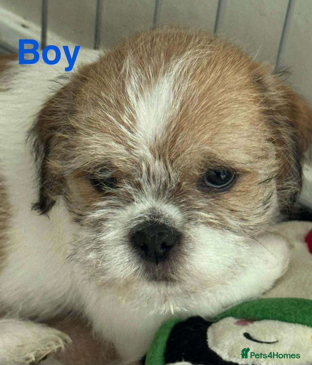 Shih Tzu dogs for sale: Shih Tzu puppies for sale 3/boys 1/girl - Image 3