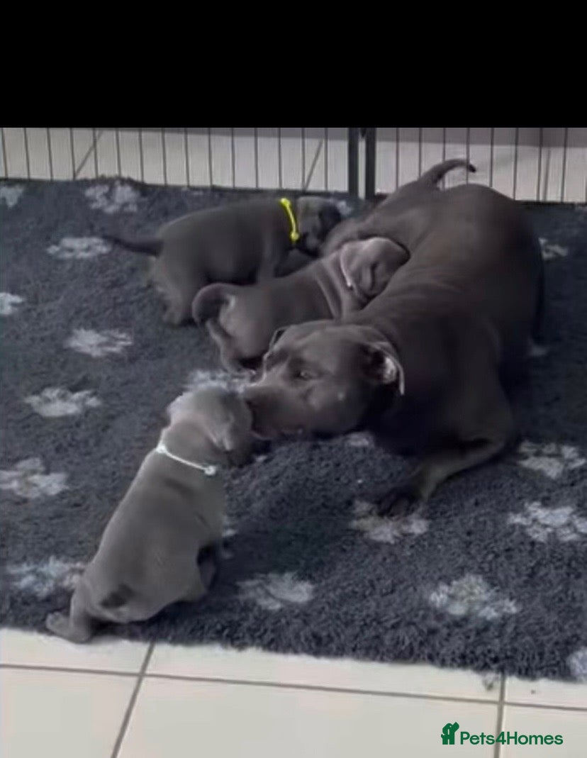 Staffordshire Bull Terrier dogs 5 Star Fantastic Staffys Pups Great Personalities  - Advert 1