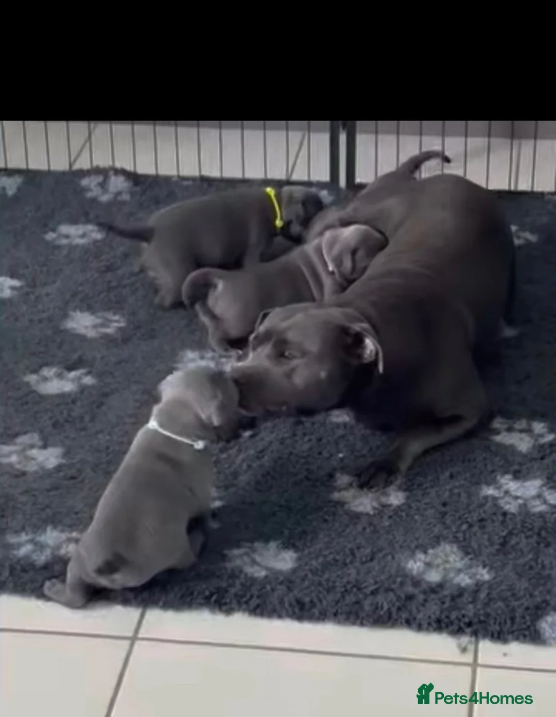 Staffordshire Bull Terrier dogs for sale: 5 Star Fantastic Staffys Pups Great Personalities  in Cleckheaton - Advert 1