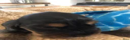 Cocker Spaniel dogs for sale: KC REG SHOW COCKER SPANIEL PUPPIES 🩷💙 - Advert 28